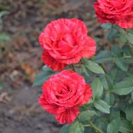 Роза чайно-гибридная Ред Интуишин